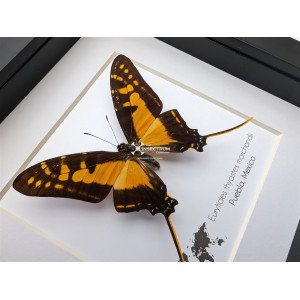 Marchand's Kite Swallowtail